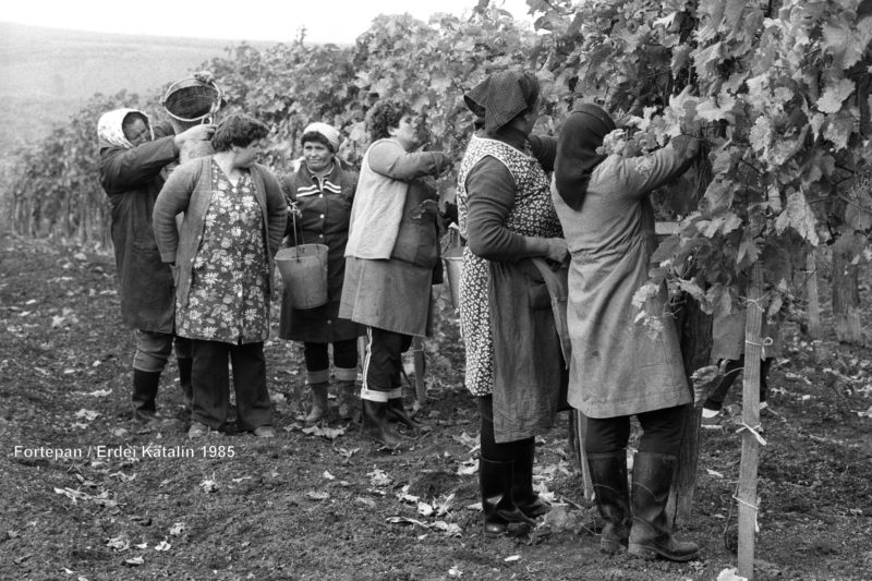 Halhatatlan otthonka