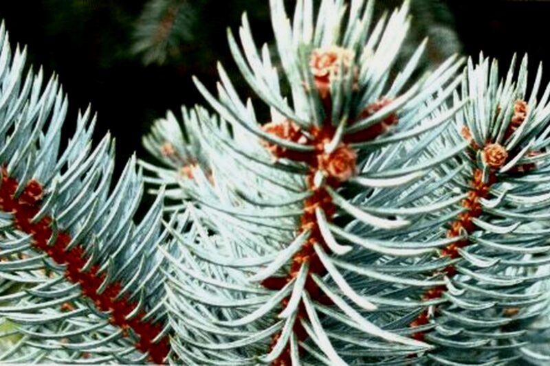 Ünnepi gondolatok év végén